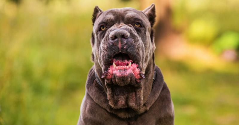 Wskazówki dotyczące opieki nad Cane Corso