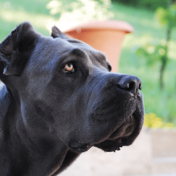 Czy Cane Corso będzie dobrze dogadywał się z innymi psami? Wskazówki dotyczące socjalizacji i szkolenia