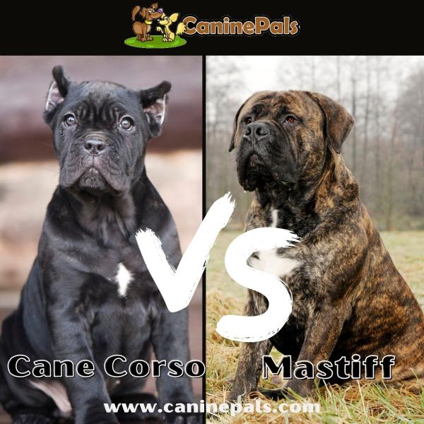 Amerykański Cane Corso vs Włoski Cane Corso: Czym się różnią? (ze zdjęciami)