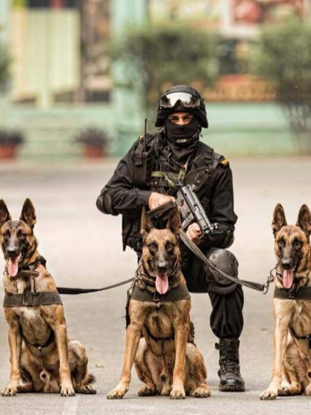 16 ras psów wojskowych (ze zdjęciami)