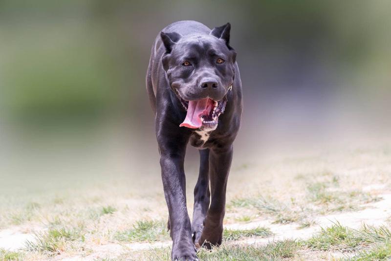 5. Canis Panthera