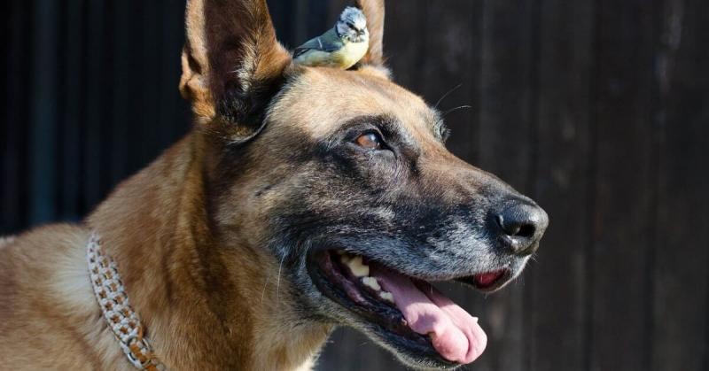 Zapewnienie zdrowego, bezpiecznego i szczęśliwego malinois belgijskiego