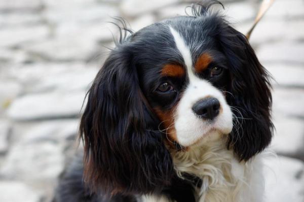 6 problemów zdrowotnych Cavalier King Charles Spaniela, na które należy uważać