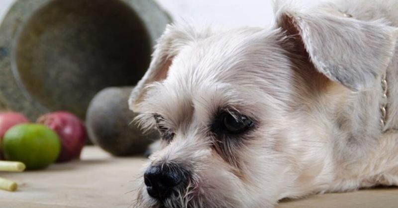 Pielęgnacja Tzu (Cairn Terrier i Shih Tzu): Przewodnik, informacje, zdjęcia, pielęgnacja i więcej!
