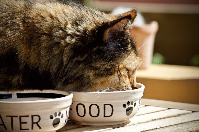 1. Umieść karmę dla kota na stole