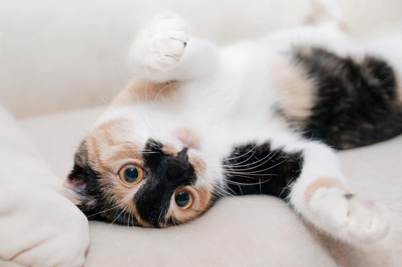 Jak leczy się kostniakomięsaka u kotów?