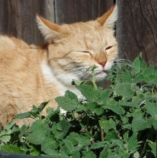 Top 7 zapachów, których koty nienawidzą