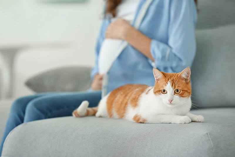 5 powodów, dla których koty atakują kobiety w ciąży
