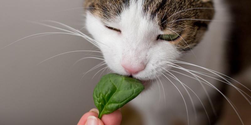 Czy koty mogą jeść szpinak? Fakty żywieniowe sprawdzone przez weterynarza