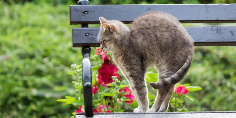3 sposoby reagowania na wyginanie pleców przez kota