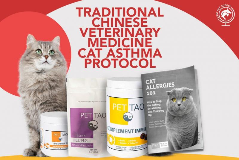 Czy koty mogą mieć astmę? Objawy, leczenie i zapobieganie opisane przez weterynarza