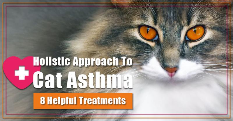 Naturalne leki na astmę u kota: 11 metod leczenia zalecanych przez weterynarza