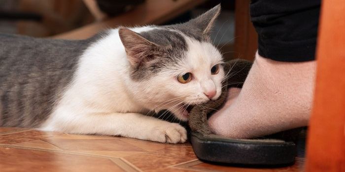 5 możliwych przyczyn gryzienia łap przez koty