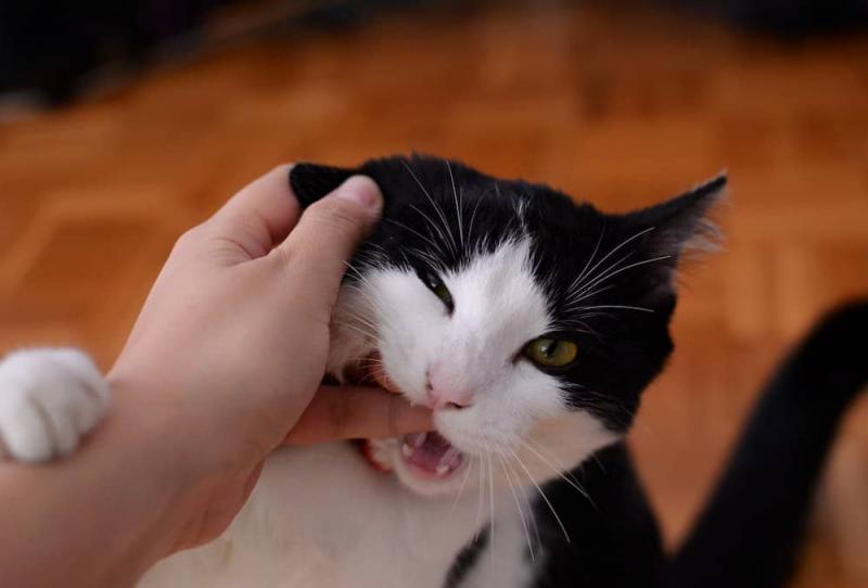 Dlaczego mój kot łapie mnie za rękę i gryzie? 6 sprawdzonych przez weterynarzy powodów