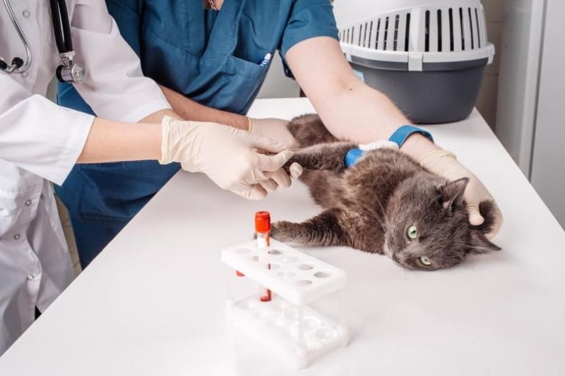 Ile kosztuje insulina dla kotów?