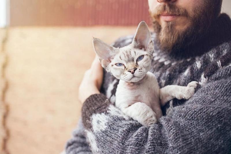 Jaka jest średnia długość życia kota rasy Devon Rex?