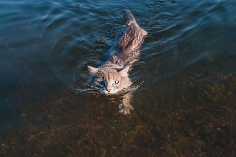 Wskazówki dotyczące wprowadzania kota rasy Ragdoll do wody