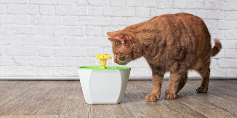 Czego nie podawać kotu jako alternatywy dla wody?