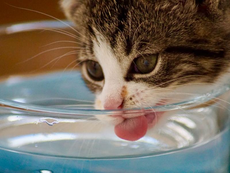 Czy koty mogą pić wodę z kranu? Porady żywieniowe zatwierdzone przez weterynarza