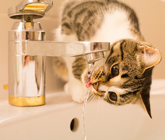 Dlaczego koty lubią pić bieżącą wodę? 4 zatwierdzone przez weterynarza powody
