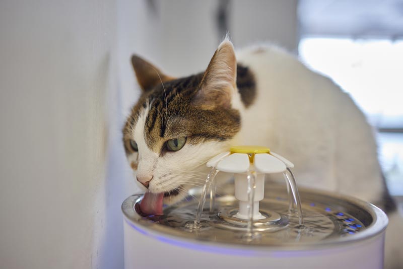 Co się dzieje, jeśli koty nie piją wystarczającej ilości wody?