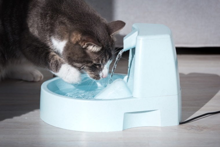 Czy koty kiedykolwiek piją wodę?