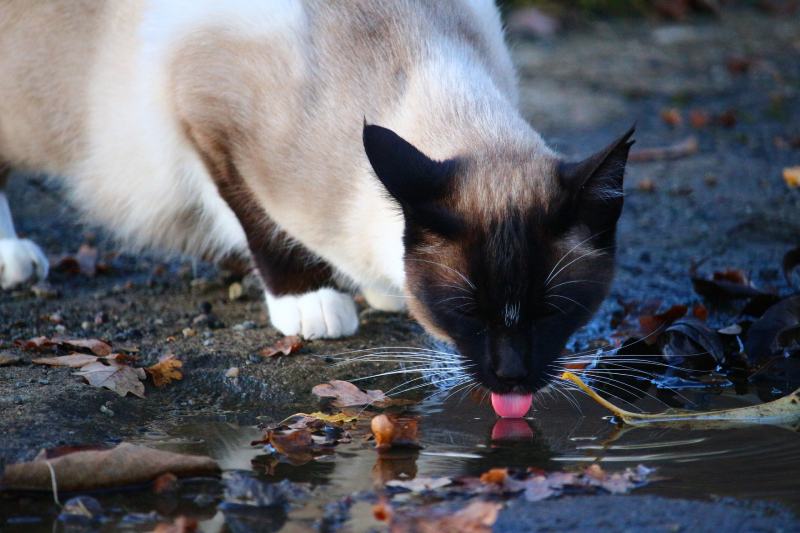 Czy picie brudnej wody jest bezpieczne dla mojego kota?