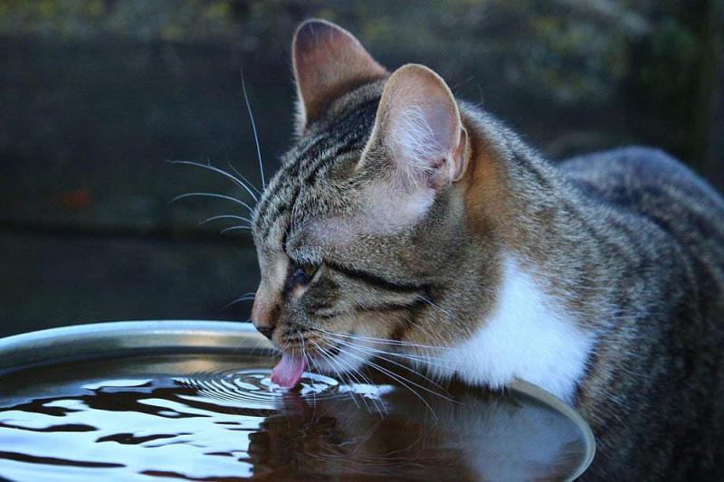 Czy koty lubią zimną wodę? Fakty zatwierdzone przez weterynarza i często zadawane pytania