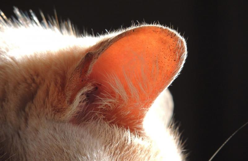 6 głównych powodów, dla których uszy kota są gorące