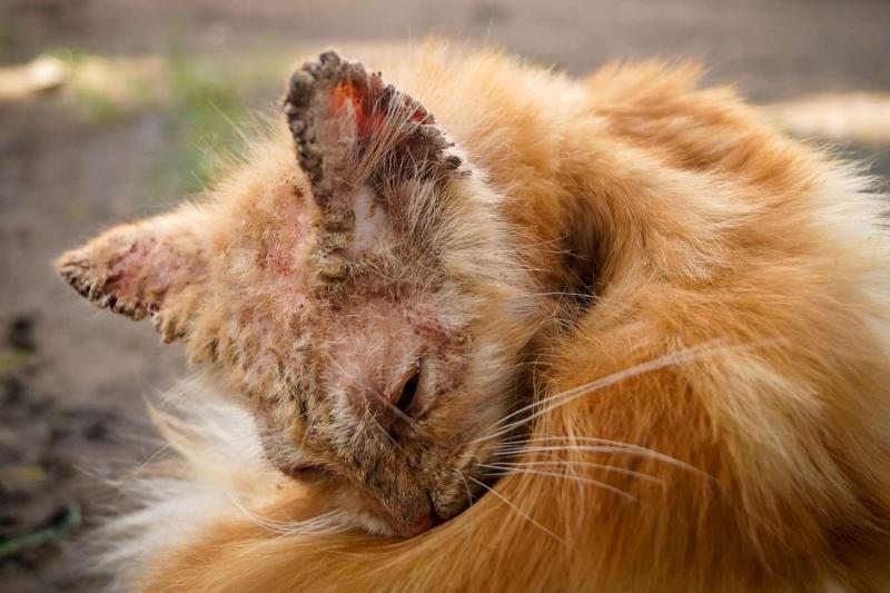 Jak wygląda świerzb u kota? Objawy, rodzaje i leczenie wyjaśnione przez weterynarza