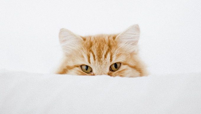 10 najbardziej fascynujących faktów na temat kocich uszu