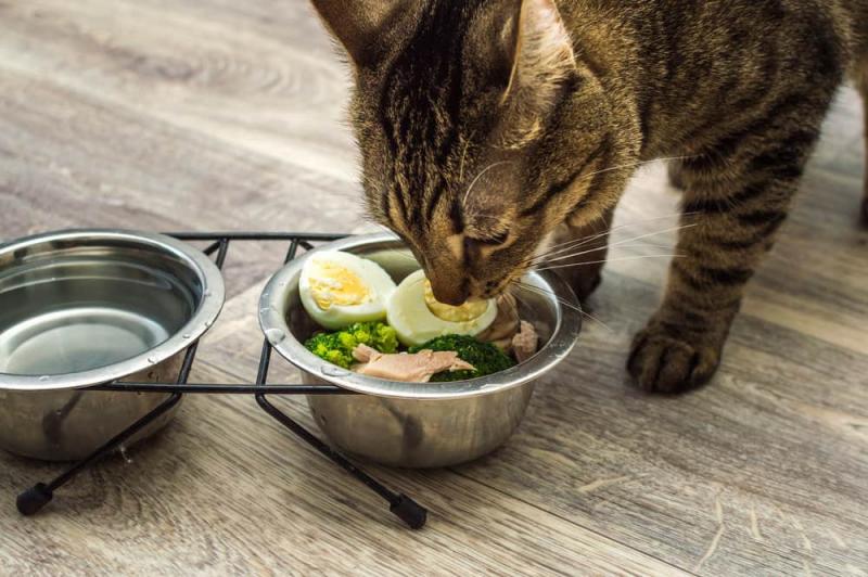 Czy koty mogą jeść masło? Wskazówki dietetyczne sprawdzone przez weterynarza