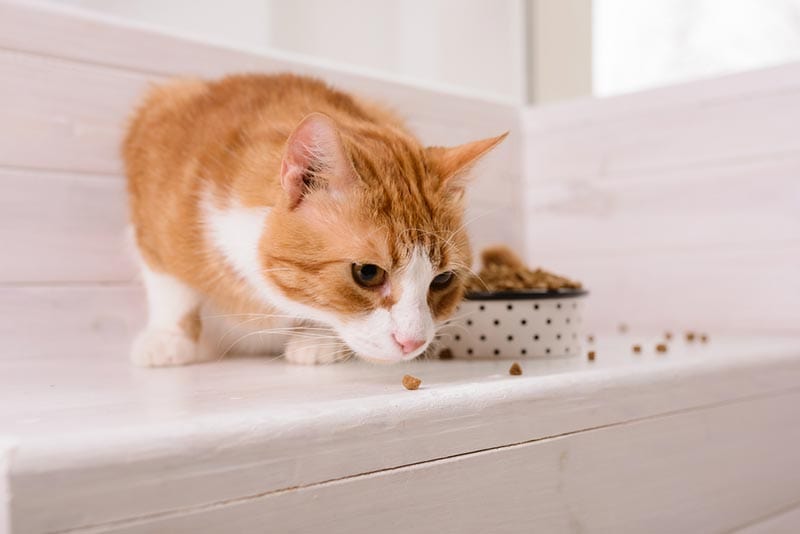 6 rzeczy, którymi należy karmić starego kota, aby pomóc mu przybrać na wadze