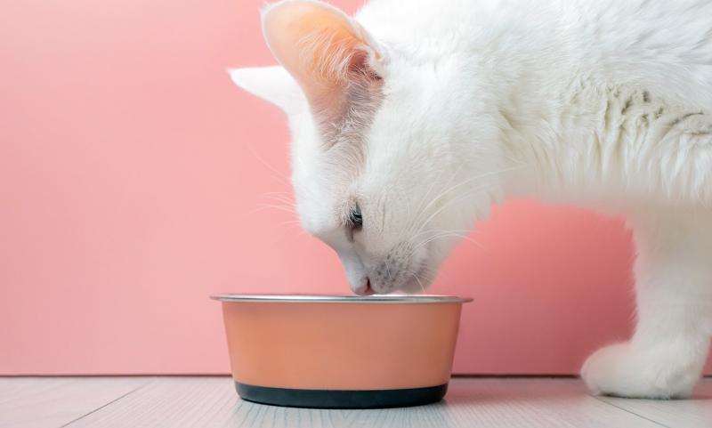 Dlaczego mój kot jest zawsze głodny? 7 sprawdzonych przez weterynarza przyczyn i rozwiązań