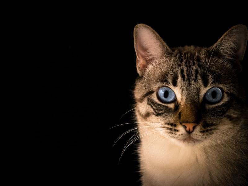 Dlaczego oczy kota świecą inaczej?