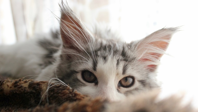 10 fascynujących faktów na temat kocich uszu (o których nigdy nie wiedziałeś)