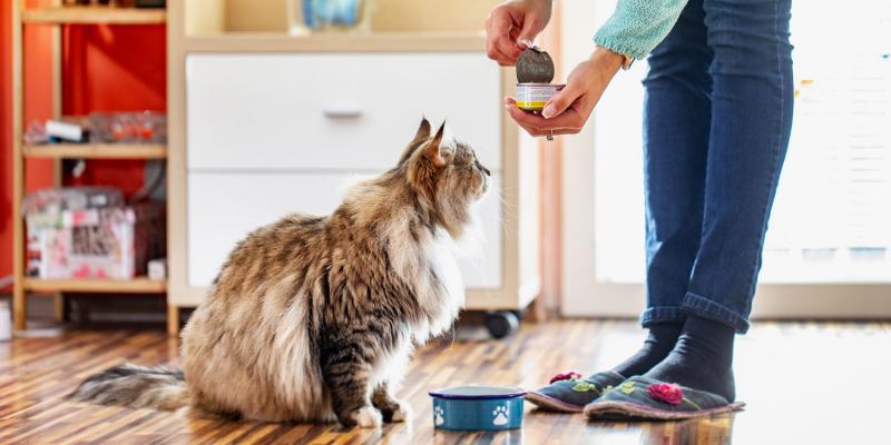 Czy barwniki spożywcze są bezpieczne lub szkodliwe dla kotów? Fakty zatwierdzone przez weterynarza i często zadawane pytania
