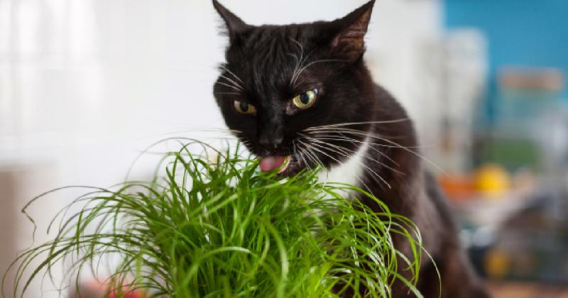 Przewodnik dla kupujących: Wybór najlepszej trawy dla kota