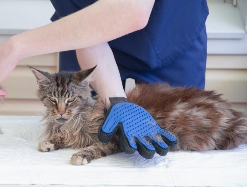 1. Brightbuster Super Bite Resistant Pet Grooming Sleeve - najlepsze ogólnie