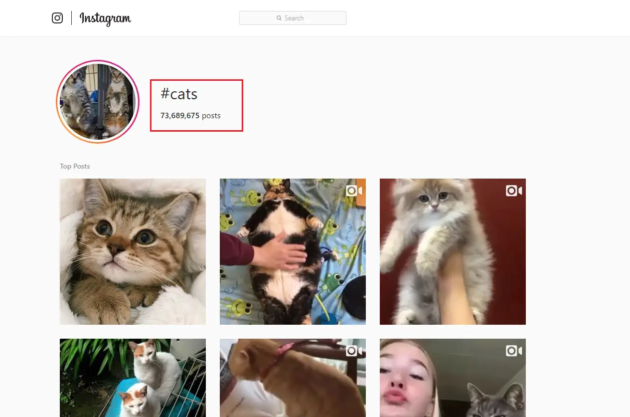 15 najlepszych hashtagów dla kotów na Instagramie w 2024 roku: Popularne i trendy