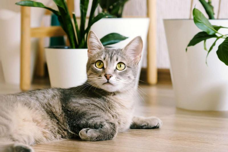 Jak zabezpieczyć rośliny przed kotami: 7 wskazówek zatwierdzonych przez weterynarza