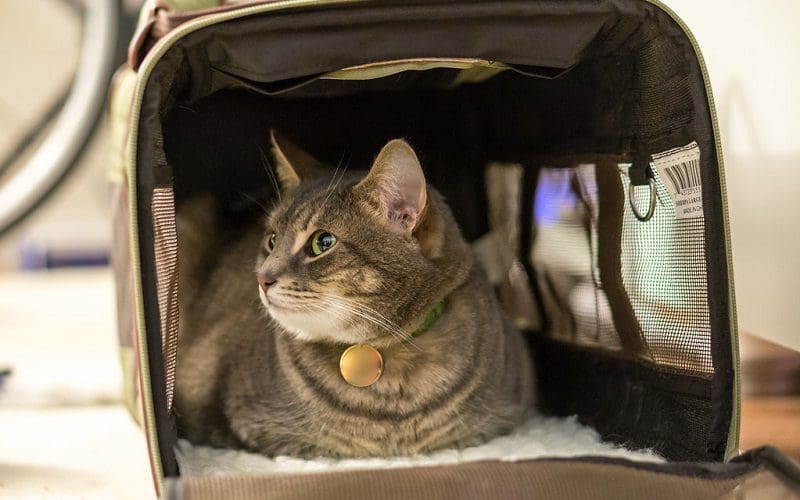 4. Zapewnij kotu bezpieczną podróż w transporterze