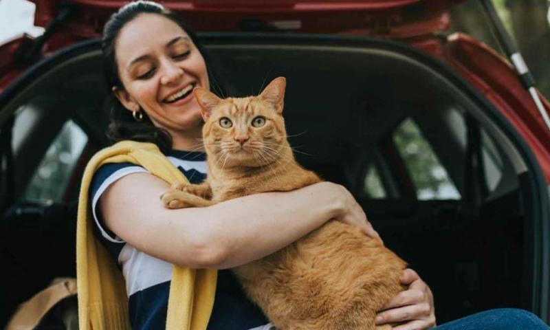 Dlaczego koty nienawidzą jazdy samochodem? 7 powodów i rozwiązań