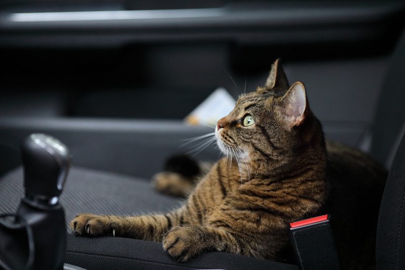 10 wskazówek, jak podróżować z kotem samochodem