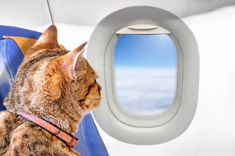 Jak kot idzie do łazienki w samolocie?