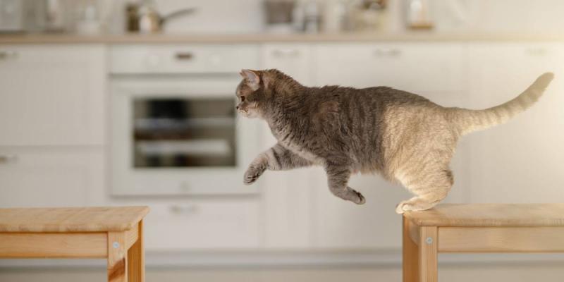 Jak wysoko może skoczyć kot? Średnia i najwyższa