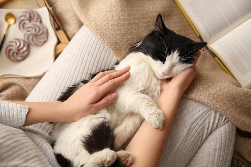 Czy koty mruczą, gdy są zdenerwowane lub zestresowane? Przegląd zachowań sprawdzony przez weterynarza 