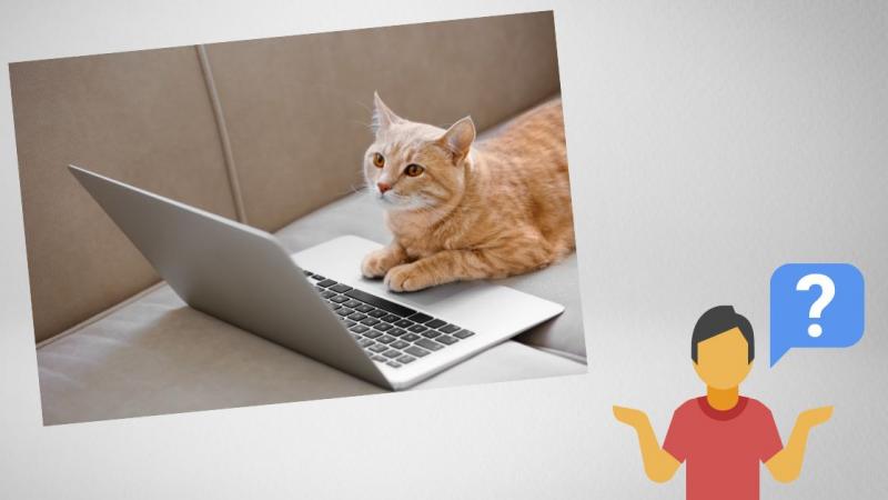 3 powody, dla których kot siada na laptopie