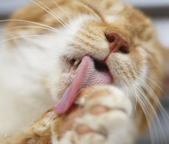 Co sprawia, że koty potrzebują więcej czasu na pielęgnację?
