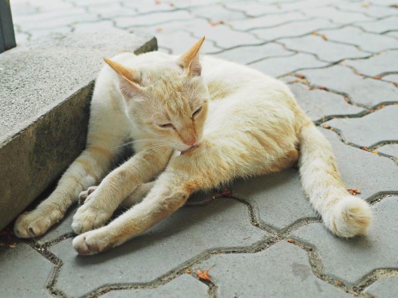 3 sposoby na powstrzymanie kota przed lizaniem ran
